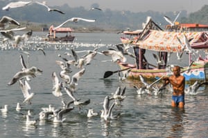 The week in wildlife – in pictures 4 A man offers prayers as migratory Siberian seagulls fly over the river Narmada on a wintry morning in Jabalpur, India