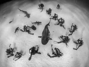 Magnus Lundgren (Sweden), Diving and taxon conservation