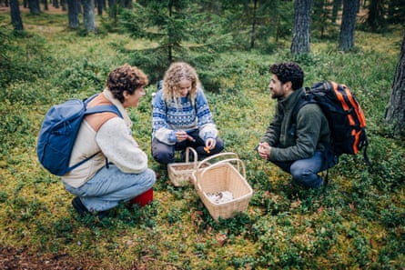 A group of friends crouching on grass while picking mushroom in forest