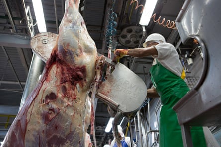 A newly slaughtered ox is being cut in half. In this chiller, 1500 animals are slaughtered daily in halal tradition. Brazil exports 350 thousands of tonnes of Halal meat per year.Bataguaçu, Brazil, 2015