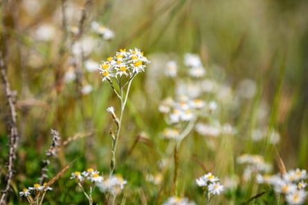 Wildflowers