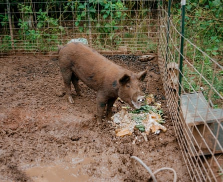 A pig eats in its sty.