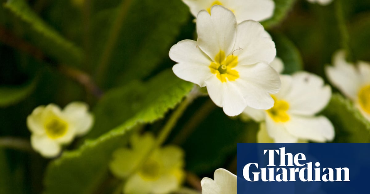I always dismissed primroses as boring and twee