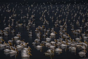 Hordes of pelicans
