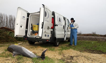 A scientist standing by a dead dolphin in Chatelaillon-les-Boucholeurs on the Atlantic coast