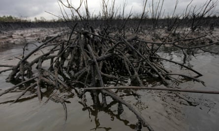 An oil slick amid the mangroves at Bodo creek, outside Nigeria’s oil hub city of Port Harcourt, photographed in 2012.