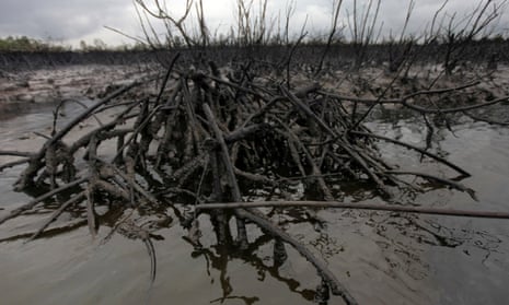 Oil laps at the base of a mangrove in Bodo creek in the Niger delta