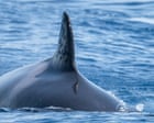 Orque ibérique connue pour les bateaux de ramming vus avec des blessures par balle présumées