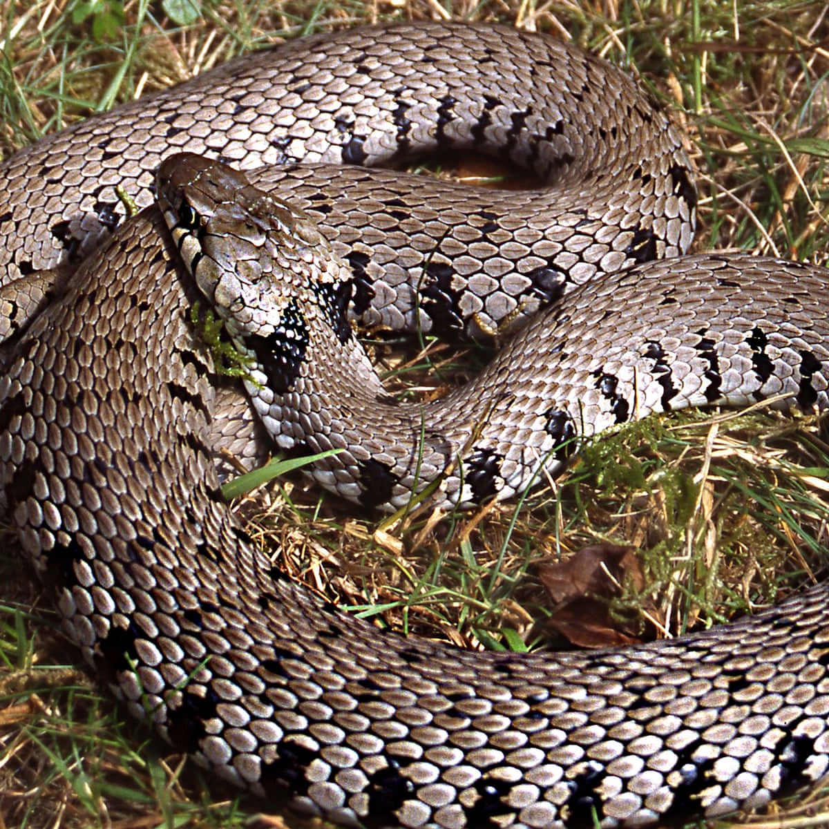 new species of grass snake identified
