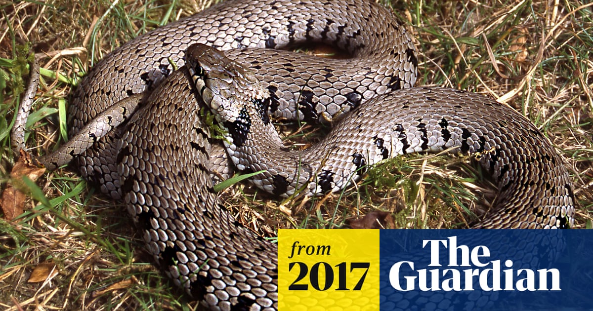 new species of grass snake identified