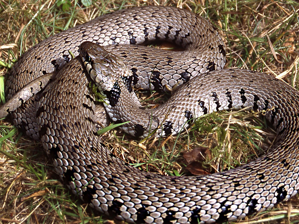 new species of grass snake identified