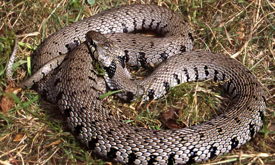 new species of grass snake identified