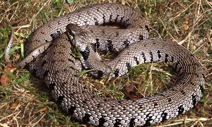 grass snake on grass