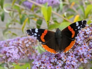 A red admiral butterfly