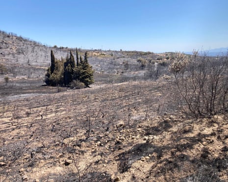 The burned vines after the wildfires.