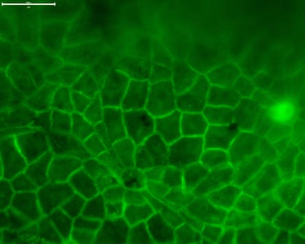 the cuticle structure of modern leaves