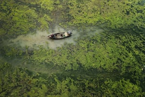Algal bloom on the Damodar river, West Bengal, India 2021