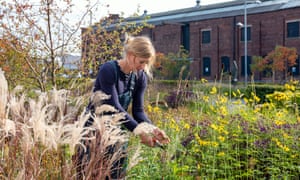 Katy Merrington takes cuttings of Coreopsis tripteris.