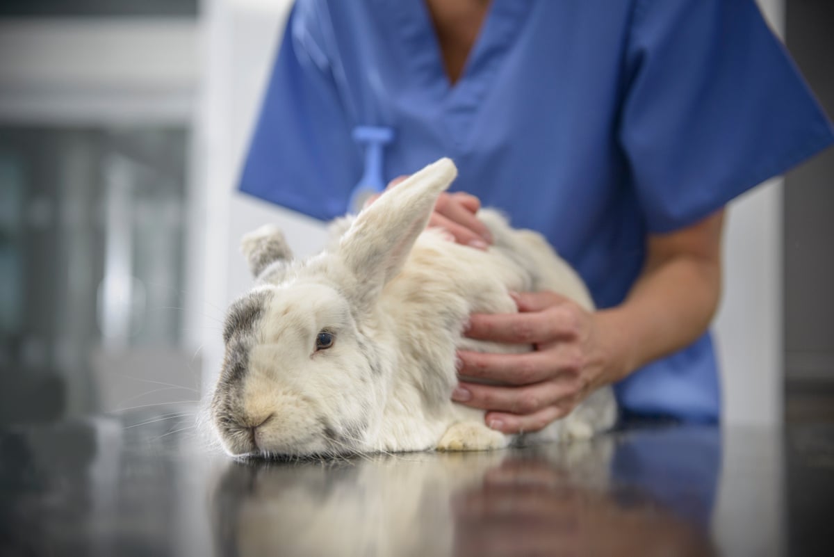 A veterinary nurse holding a rabbit in a surgery.