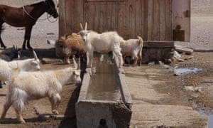In many areas of Mongolia, including Gobi-Altai province where this photo was taken, increasing numbers of livestock must be watered at fewer and fewer wells.