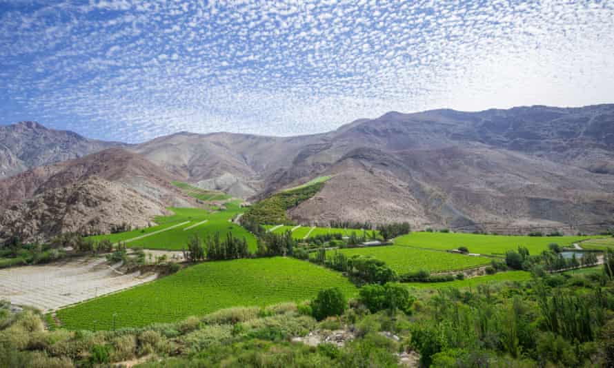Vineyards in the Elqui valley, Vicuna, Region de Coquimbo, Chile.