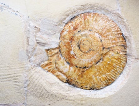A close-up of the ammonite which created the drag mark, Subplanites rueppellianus.