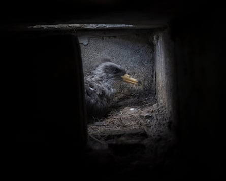 A young chick sits in a dark artificial nest cavity