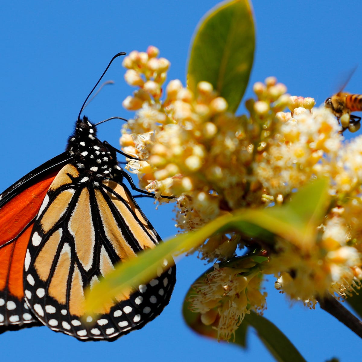 Monarch Butterfly Population Critically Low On California Coast