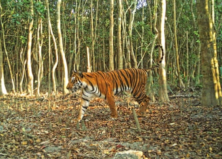 A tiger walks through a forest of young trees.