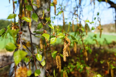 Close-up view of the trunk of a birch tree