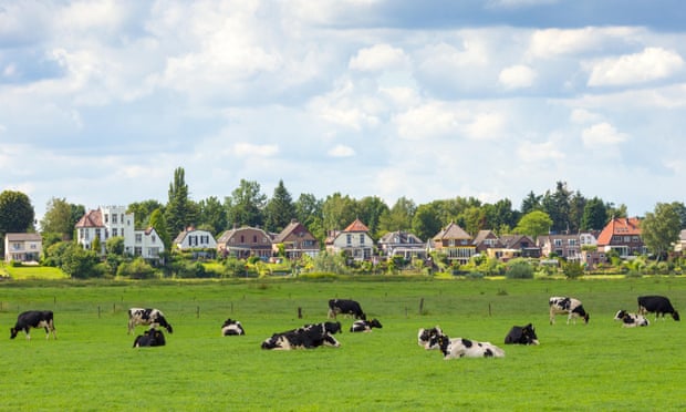 Farmland with cows in the Netherlands