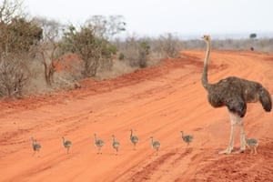 On safari in Kenya, this family of ostriches to cross the dirt track. the mother attentively waiting for the chicks to cross