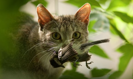 A wild cat carries a titmouse in its mouth.
