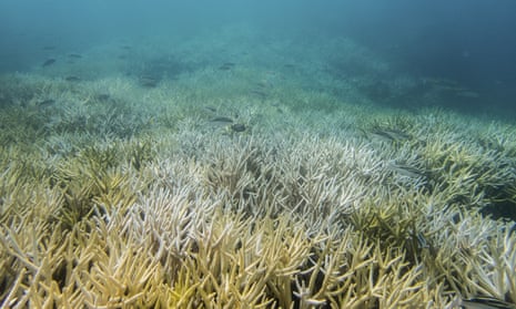 Bleached coral in Guam in 2017. Once we reach 2°C warming above pre-industrial temperatures, the IPCC concludes coral reefs will all die off.