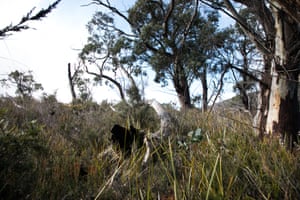 The eucalypt woodland.