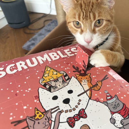 Monica Horridge’s cat with Scrumbles Advent calendar