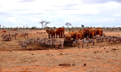 Elephants and zebras using water troughs