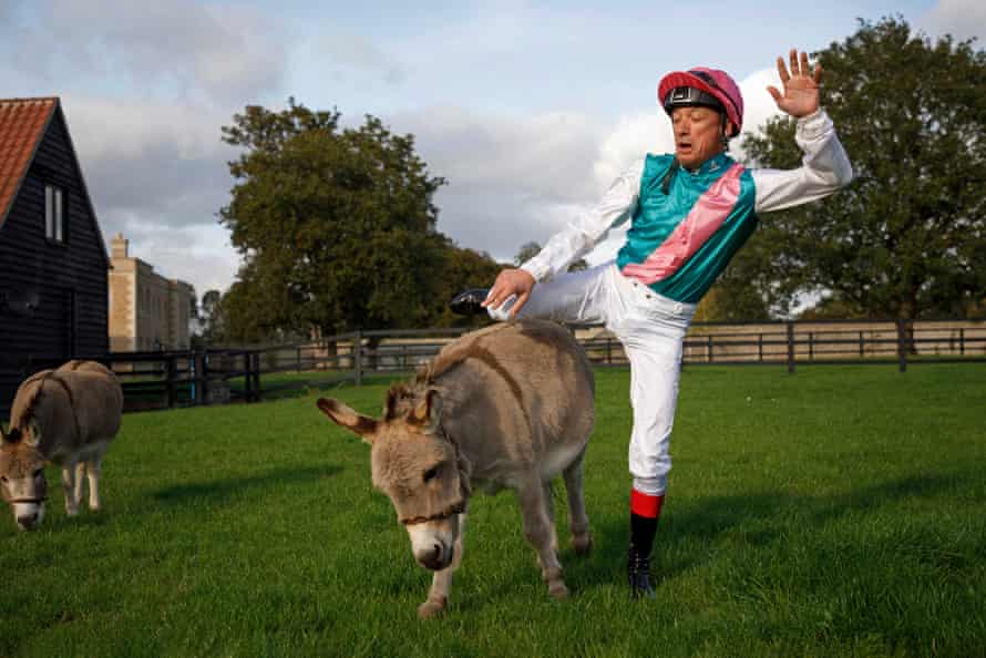 Frankie Dettori, the flat race jockey, stumbles as he tries to dismount from one of his miniature donkeys called Plum whilst wearing the colours of his favourite horse Enable at his home in Six Mile Bottom, Newmarket on October 11th 2021.