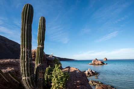 A large cardon cactus and a gull on an unspoilt rocky coastline.