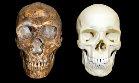 The skull of a Neanderthal, left, and a modern human. 