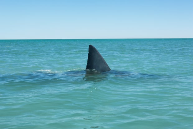 'Rolling and rolling and rolling': the first detailed account of great white shark sex 5015