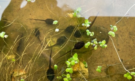 Country diary: It's frog-eat-frog-eat-toad-eat-newt in the pond, Wildlife