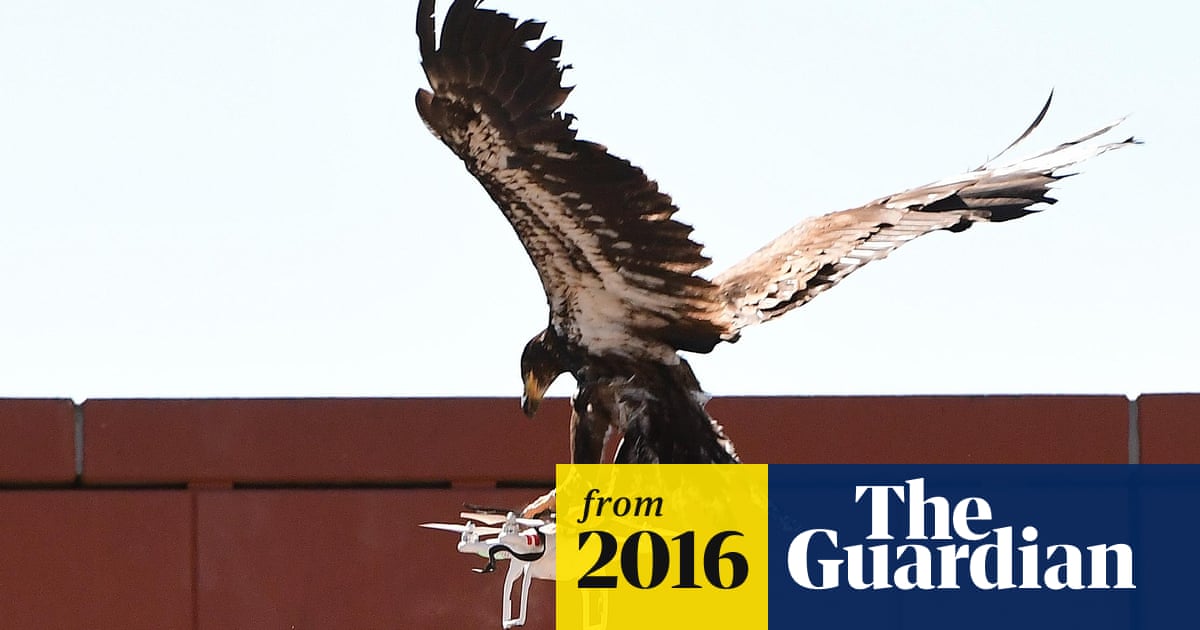 Eagles v drones: Dutch police to take on rogue aircraft with flying squad