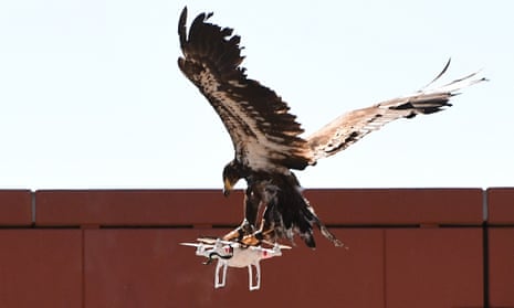 A young eagle displays its skills during the demonstration organised by the Dutch police.