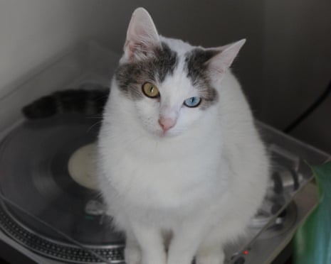Daria's cat, Kopeck.