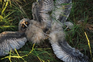 Two long-eared owl chicks play in the grass at a wildlife sanctuary near the village of Vygonoshchi, Belarus