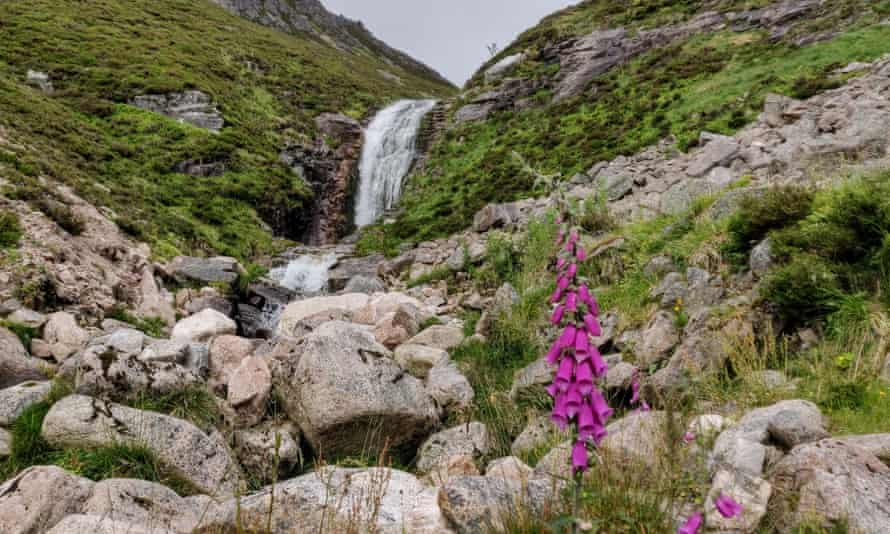 Foxgloves high in Coire Garbhlach