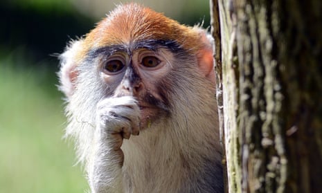 Patas monkeys, also known as hussar monkeys, can reach speeds of up to 35mph, making them the world’s fastest primates.