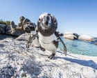 Mass sardine die-off pits survival of South Africa’s penguins against fishers’ livelihoods
