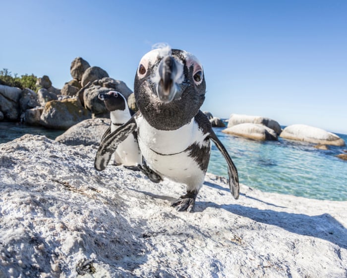 Mass sardine die-off pits survival of South Africa’s penguins against fishers’ livelihoods